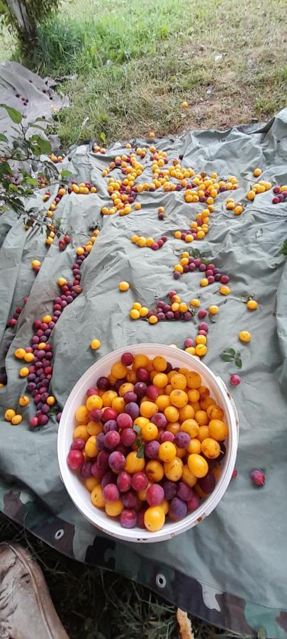 Žabljak Organic Family Farm酒店 外观 照片