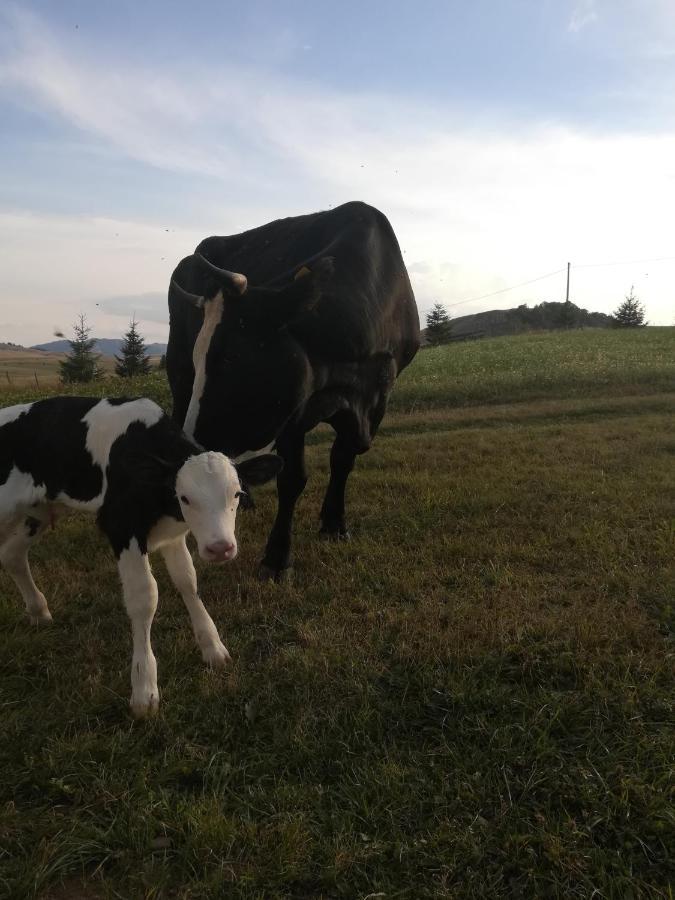 Žabljak Organic Family Farm酒店 外观 照片