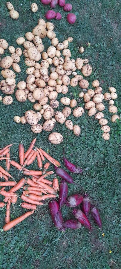 Žabljak Organic Family Farm酒店 外观 照片