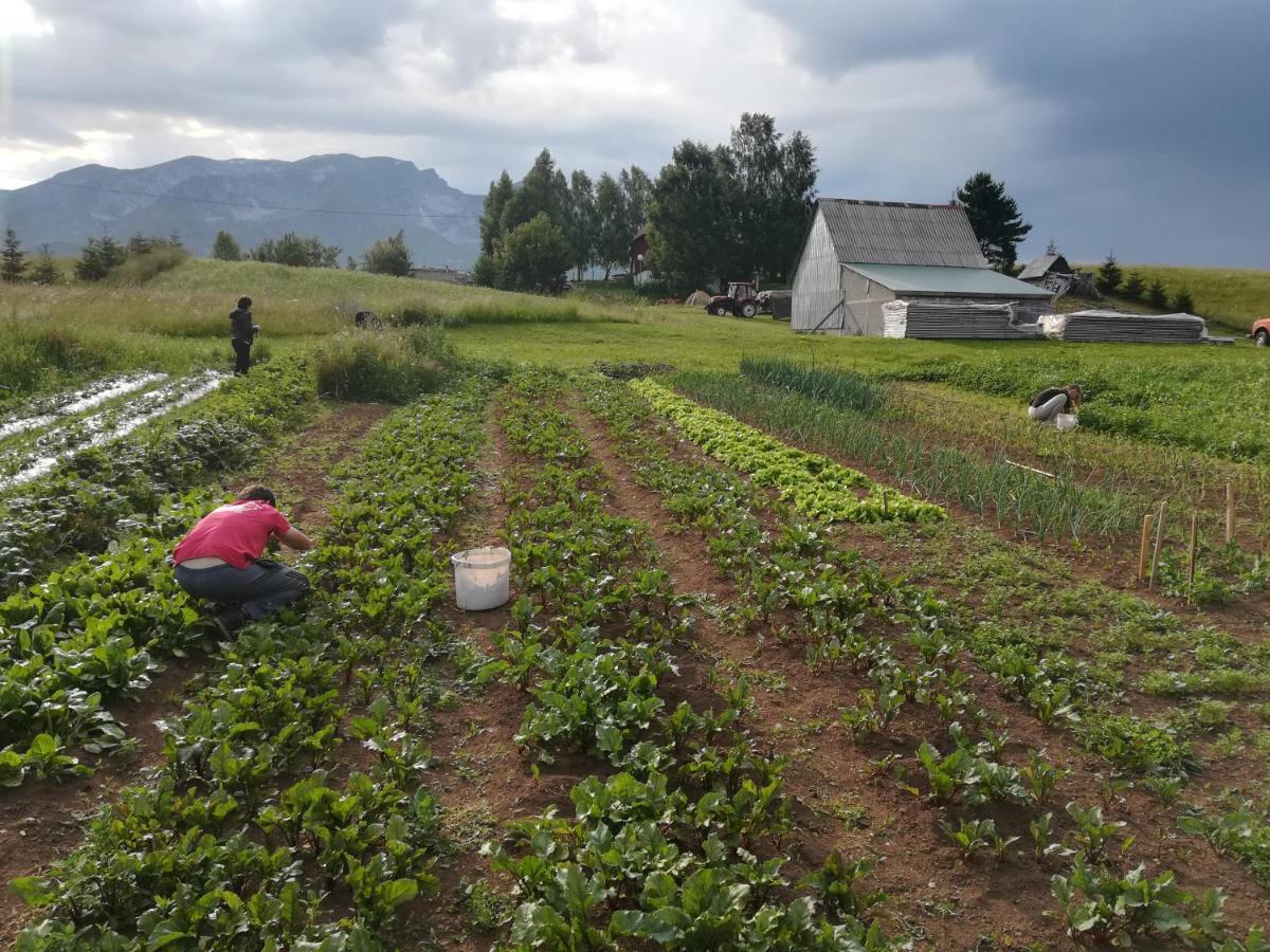Žabljak Organic Family Farm酒店 外观 照片