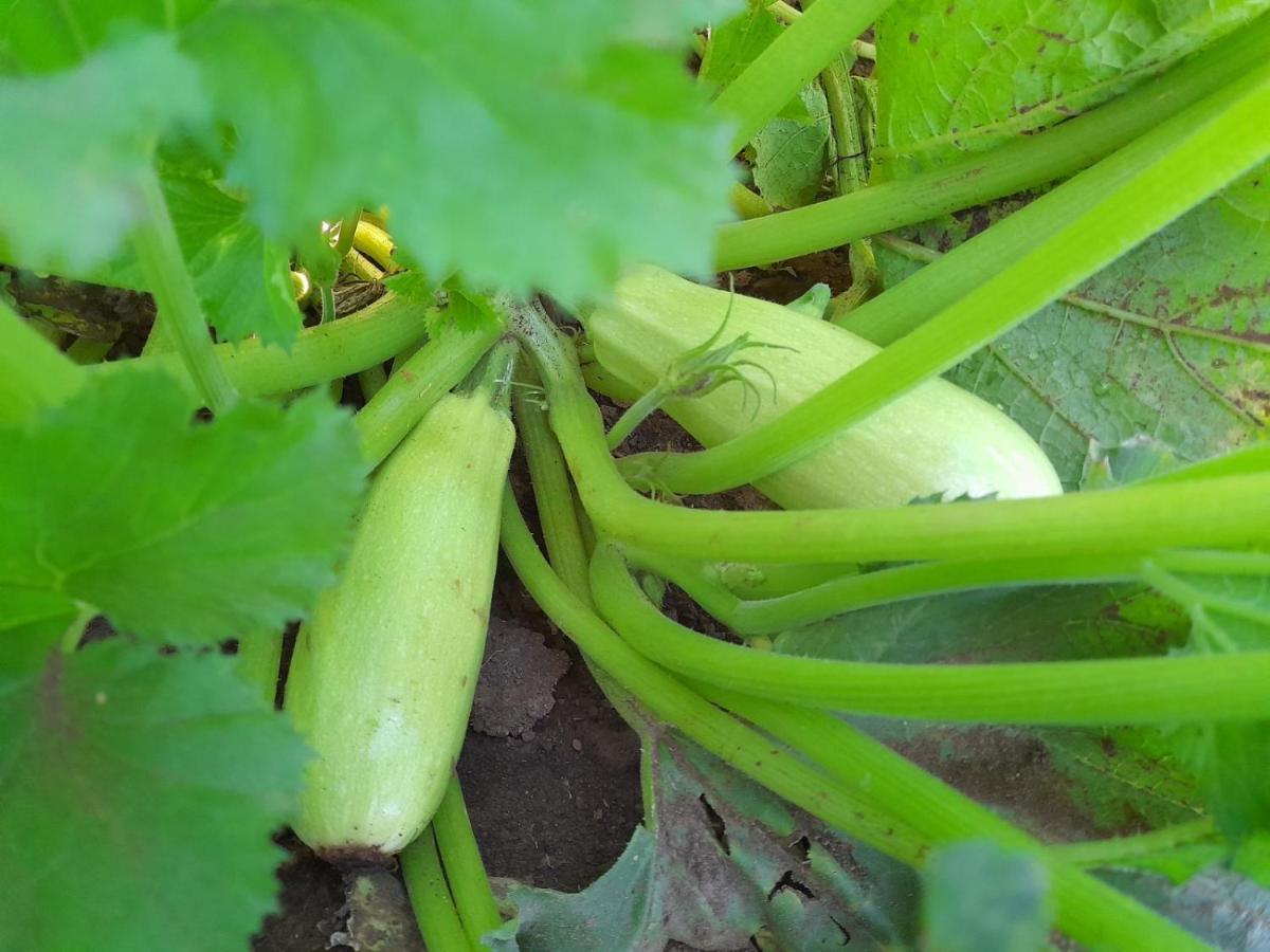 Žabljak Organic Family Farm酒店 外观 照片