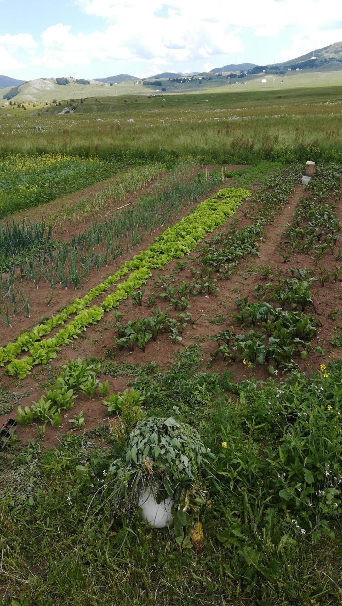 Žabljak Organic Family Farm酒店 客房 照片