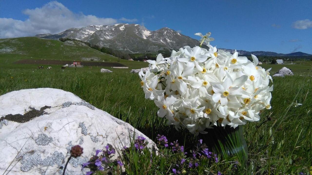Žabljak Organic Family Farm酒店 外观 照片