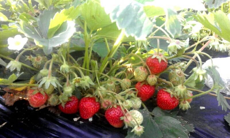 Žabljak Organic Family Farm酒店 外观 照片