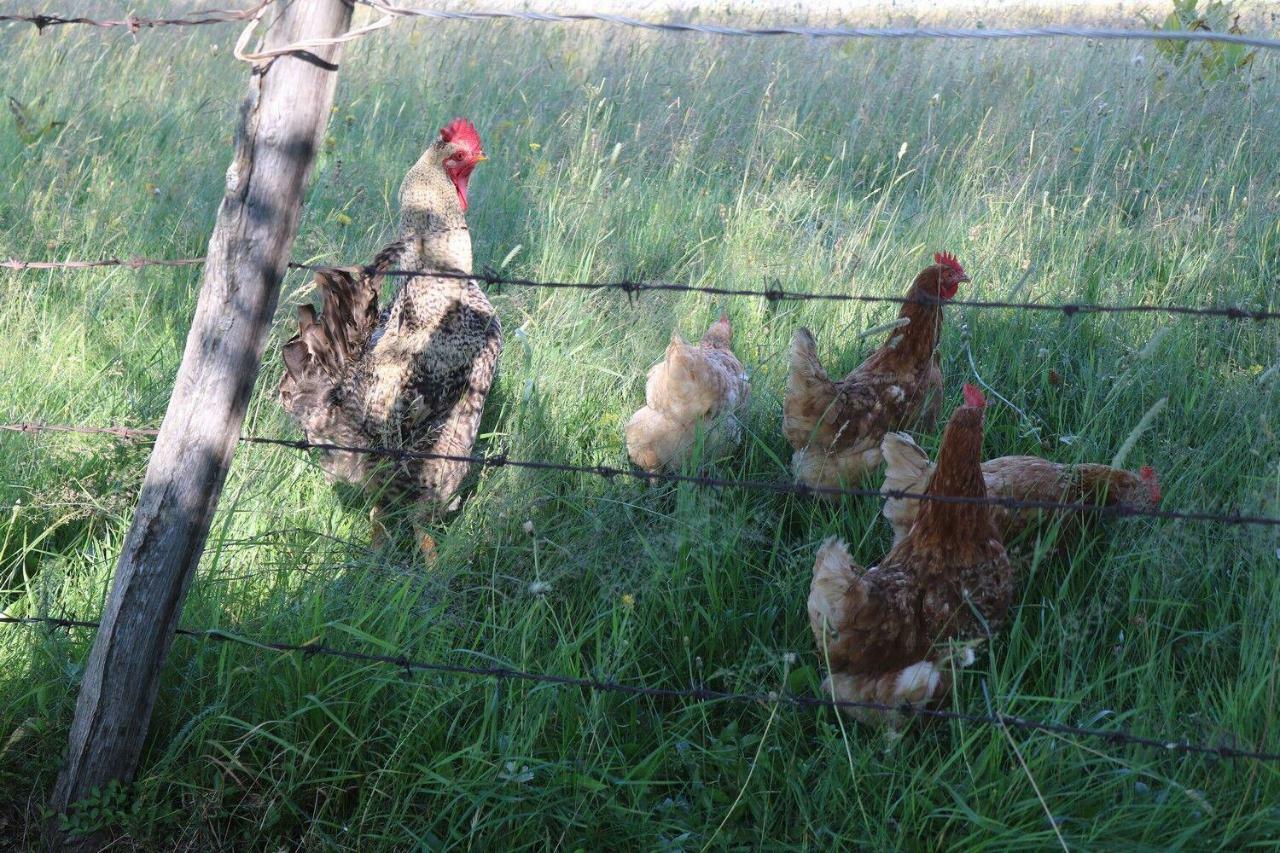 Žabljak Organic Family Farm酒店 外观 照片
